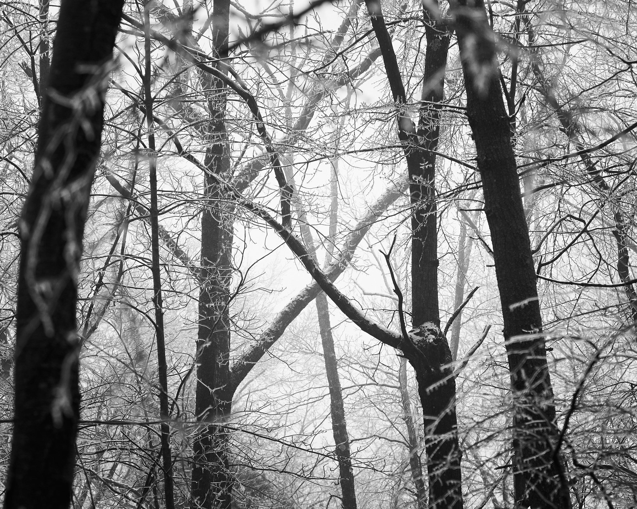 Pioneer Valley Tree Cross